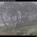 Dead Horse Gap track (Thredbo)