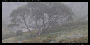 Dead Horse Gap track (Thredbo)