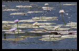 Birds and water plants in Parry's Lagoon in the Kimberley