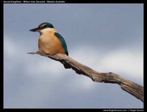 King Fisher