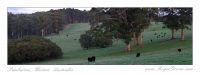 Cattle Farm in amongst the Karri Forest