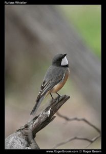 Photograph of a Rufous Whilster