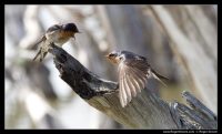 Photograph of Birds at Esperance Lakes