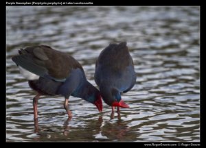 Photograph of Puruple Swamphen (Porphyrio porphyrio)