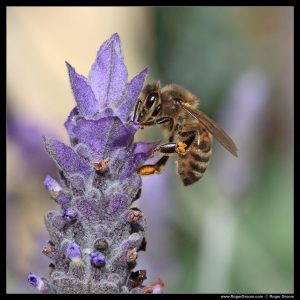 Photograph of a Bee on a Lavender flower